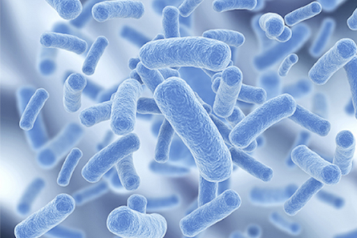 Đặc điểm của lợi khuẩn Bifidobacterium longum